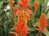Beautiful flowers on the grounds
