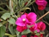 Although not native, they are lovely