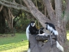 Colobus monkeys (with 1 vervet variety)