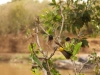 Yellow-vented Bulbul