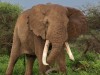 Vrosky  just outside Amboseli National Park
