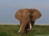 Vrosky of Amboseli