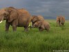 One of many families at Amboseli