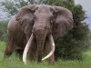 Magnificent Craig of Amboseli