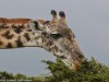 Mara North giraffe loves to browse