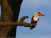 Grey-headed Kingfisher at Amboseli