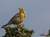 Yellow-throated Longclaw