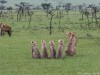 Nashipai with her 4 cubs monitoring hyena