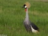 Grey-crowned Crane in Amboseli