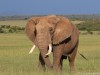 One of the many elephants in Mara North