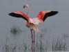Beautiful flamingo at Lake Amboseli