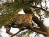 Leopard Ndoto in Mara North