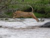 Lioness jumping the swollen waters