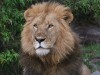 Buly the King of Naboisho