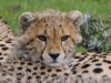 One of the cubs relaxing