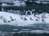 Black-legged Kittiwake gulls on a berg
