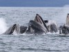 Bubble-net feeding whales