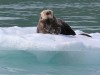 Sea otter watching us watch him