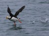 Horned puffin