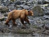 Grizzly looking for breakfast