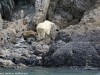 Mountain goat exploring