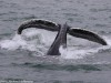 Powerful Humpback