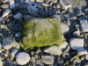 Algae made interesting patterns on the rocks