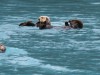 Sea otter raft