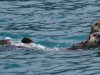 Sea otters are so entertaining