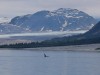 The lone orca