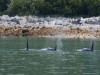 Orcas cruising near Russell Island