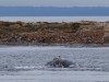 Cavorting humpback