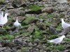 Gull convention