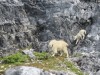 Mom mountain goat encouraging her kid