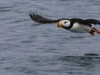 The male breeding plumage of the puffin makes it look like a flying clown