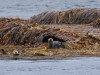 Lots of kelp for these sea otters