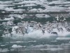 Black-legged Kittiwake gull chaos