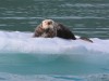 Curious sea otter