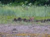 Sika deer
