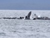 The start of the bubble-net whale activity