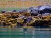 Lots of eagles. Challenging to capture in flight.