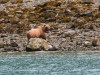 Grizzly on the beach looking for easy food