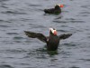 Tufted puffin
