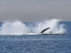 This humpback had just breached.  Just caught the splashdown.