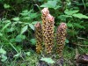 Unusual fungus