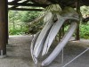 "Snow" memorial. She came to Bartlett Cove for 25 years and was injured by a cruise ship.
