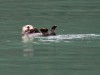 Cruising along sea otter