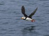 I was lucky to capture a photo of this Horned puffin