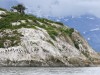 Cormorant birds and sea lions at South Marble Island