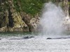 Spouting humpbacks